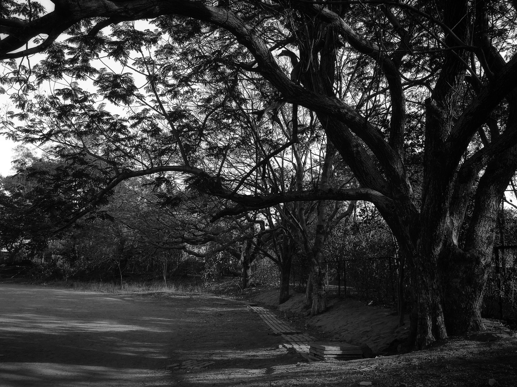 Black and White Photography of Trees 